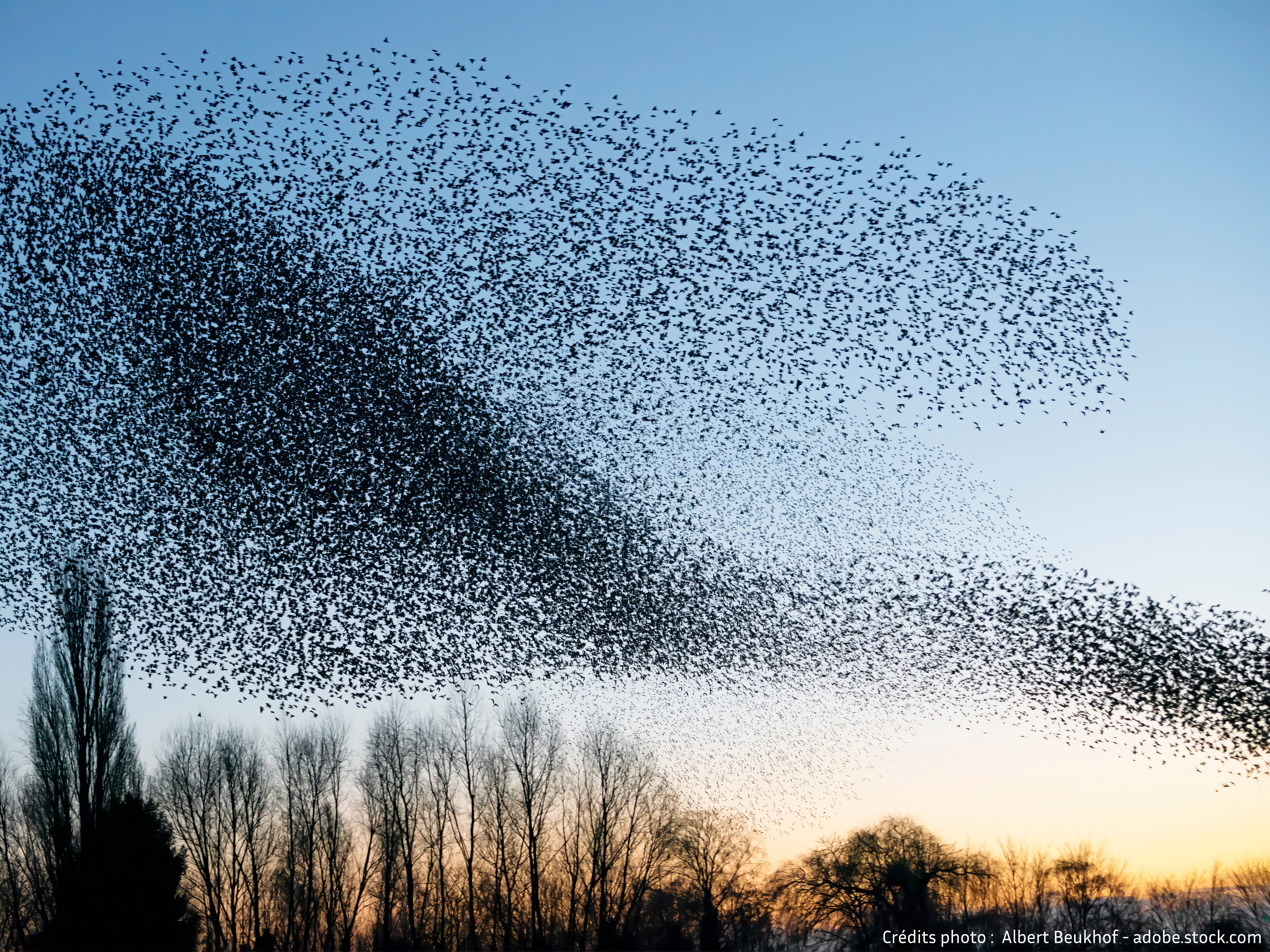 Photo d'un banc d'oiseaux qui forme des volutes dans le ciel.