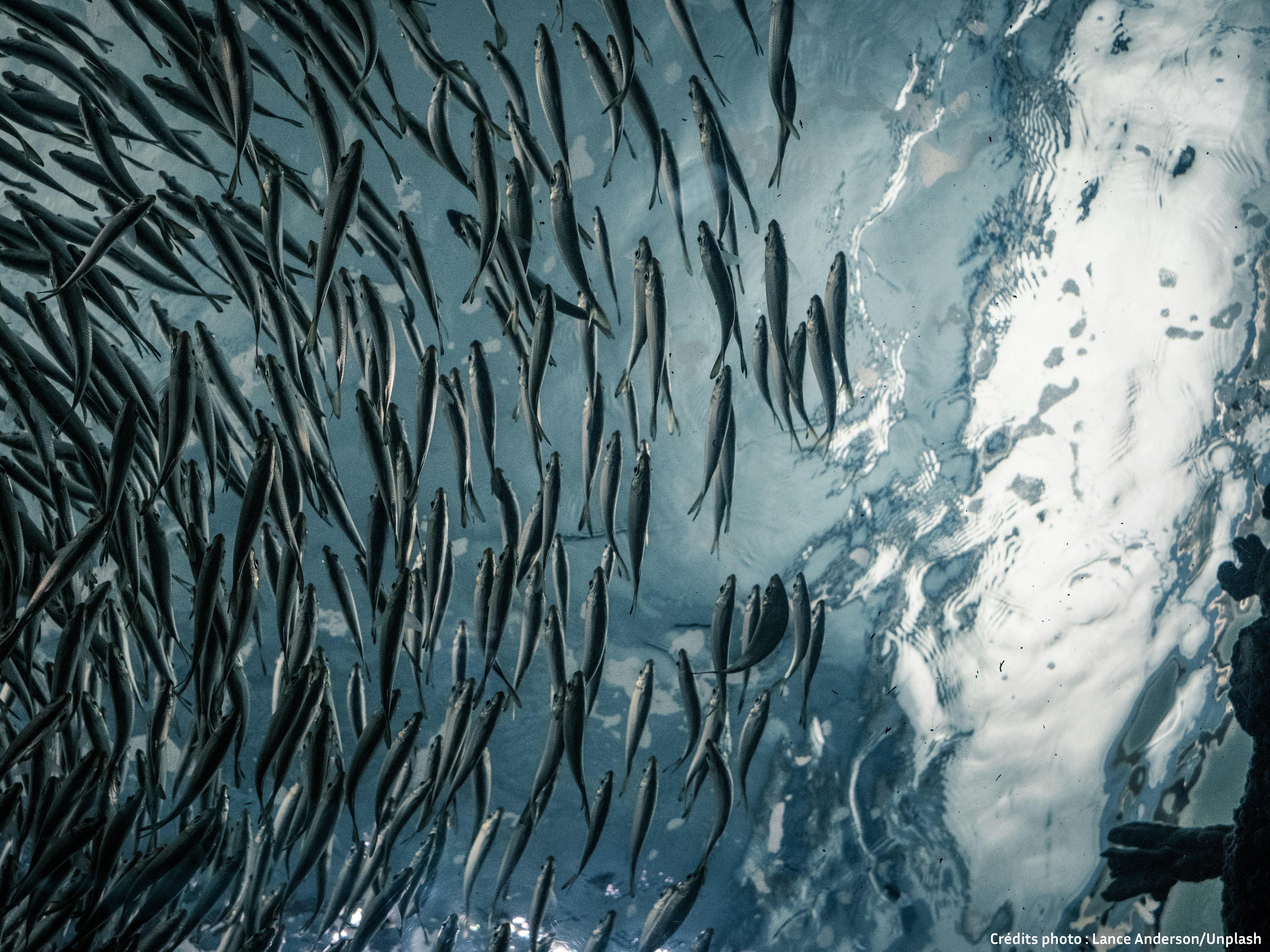Banc de poissons pris en photo sous l'eau.